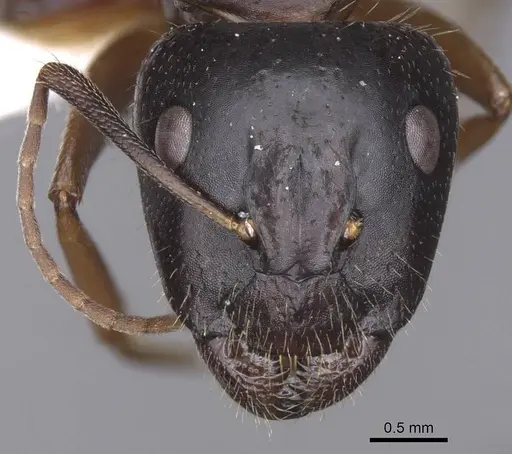 Camponotus sannini specimen CASENT0913686 image casent0913686_2
