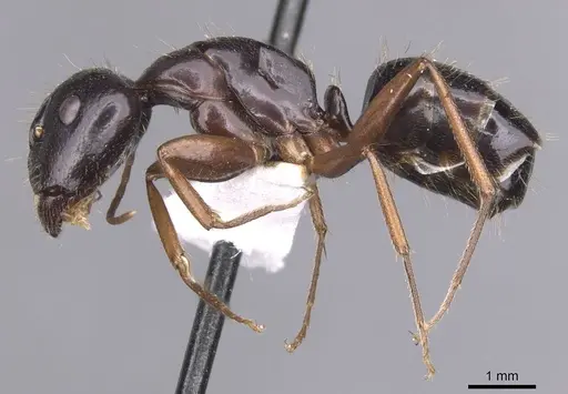 Camponotus sannini specimen CASENT0913686 image casent0913686_3