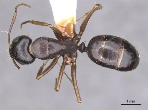 Camponotus sannini specimen CASENT0913687 image casent0913687_1