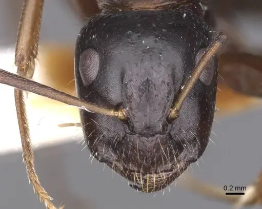 Camponotus sannini specimen CASENT0913687 image casent0913687_2