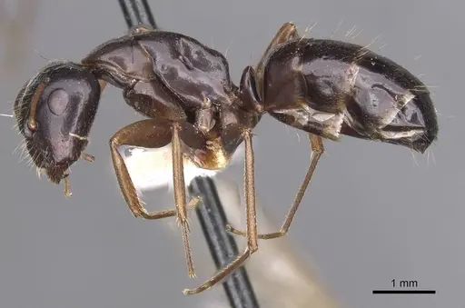 Camponotus sannini specimen CASENT0913687 image casent0913687_3
