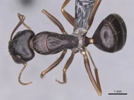Camponotus sannini specimen CASENT0913798 image casent0913798_1