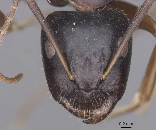 Camponotus sannini specimen CASENT0913798 image casent0913798_2