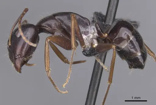 Camponotus sannini specimen CASENT0913798 image casent0913798_3