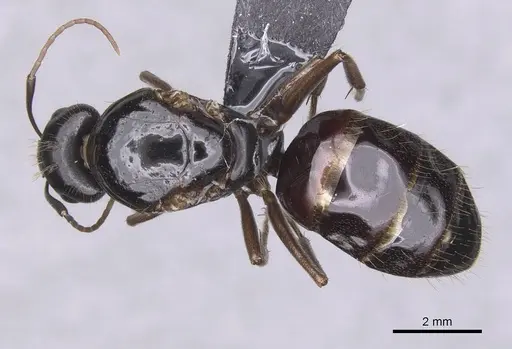 Camponotus sannini specimen CASENT0913799 image casent0913799_1