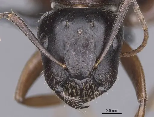 Camponotus sannini specimen CASENT0913799 image casent0913799_2