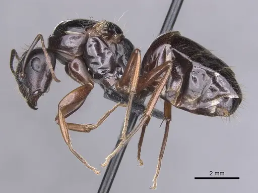 Camponotus sannini specimen CASENT0913799 image casent0913799_3