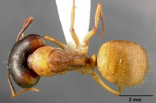 Camponotus sansabeanus specimen CASENT0005350 image casent0005350_1