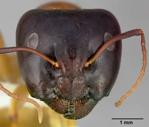 Camponotus sansabeanus specimen CASENT0005350 image casent0005350_2