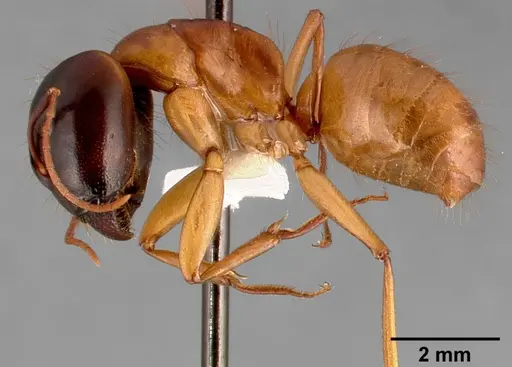 Camponotus sansabeanus specimen CASENT0005350 image casent0005350_3