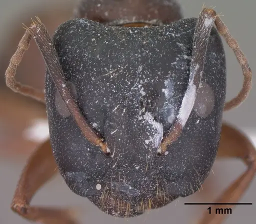 Camponotus sansabeanus specimen CASENT0102779 image casent0102779_2