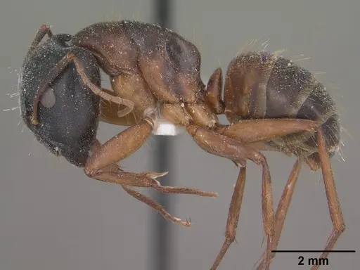 Camponotus sansabeanus specimen CASENT0102779 image casent0102779_3