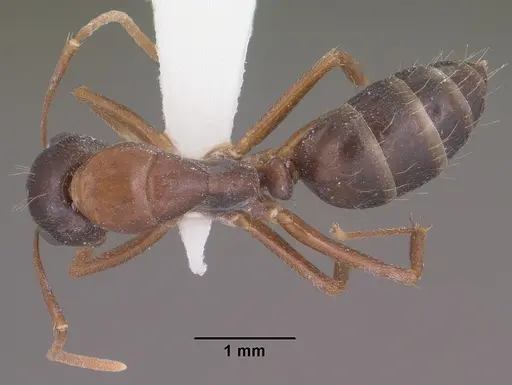 Camponotus sansabeanus specimen CASENT0102780 image casent0102780_1