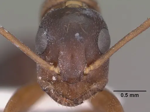 Camponotus sansabeanus specimen CASENT0102780 image casent0102780_2