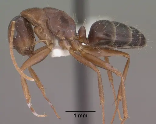 Camponotus sansabeanus specimen CASENT0102780 image casent0102780_3