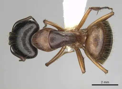 Camponotus sansabeanus specimen CASENT0280033 image casent0280033_1