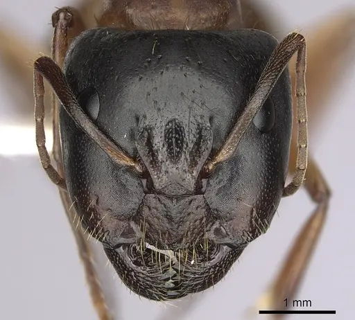 Camponotus sansabeanus specimen CASENT0280033 image casent0280033_2
