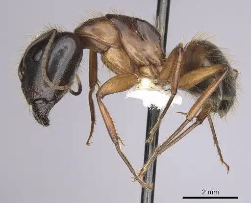 Camponotus sansabeanus specimen CASENT0280033 image casent0280033_3