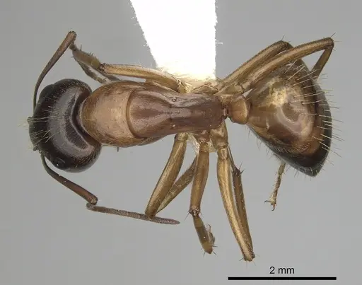 Camponotus sansabeanus specimen CASENT0280034 image casent0280034_1