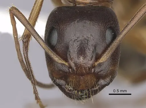 Camponotus sansabeanus specimen CASENT0280034 image casent0280034_2