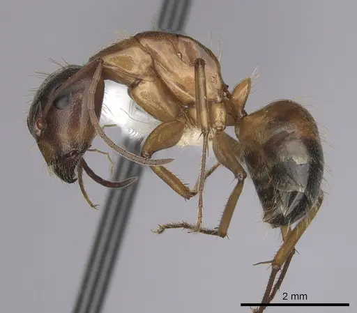 Camponotus sansabeanus specimen CASENT0280034 image casent0280034_3