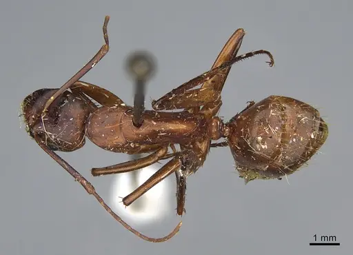Camponotus sansabeanus specimen CASENT0840931 image casent0840931_1