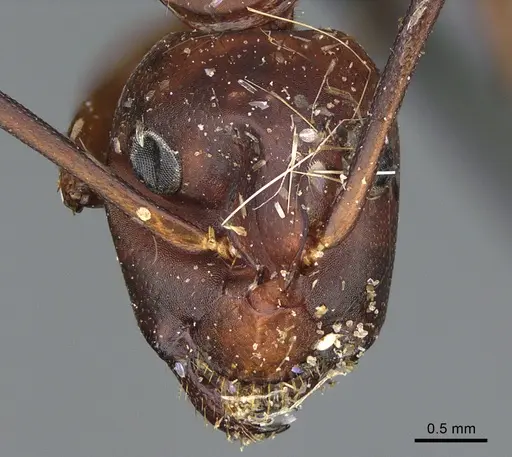 Camponotus sansabeanus specimen CASENT0840931 image casent0840931_2