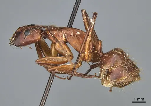 Camponotus sansabeanus specimen CASENT0840931 image casent0840931_3