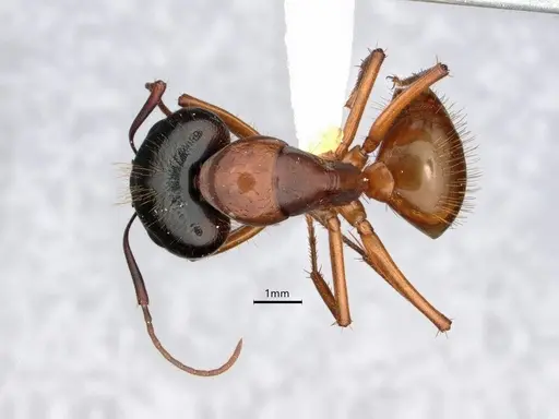 Camponotus sansabeanus specimen CASENT0882211 image casent0882211_1
