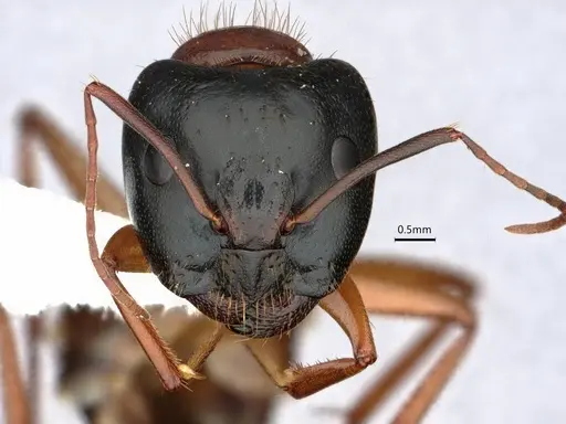 Camponotus sansabeanus specimen CASENT0882211 image casent0882211_2