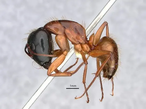 Camponotus sansabeanus specimen CASENT0882211 image casent0882211_3