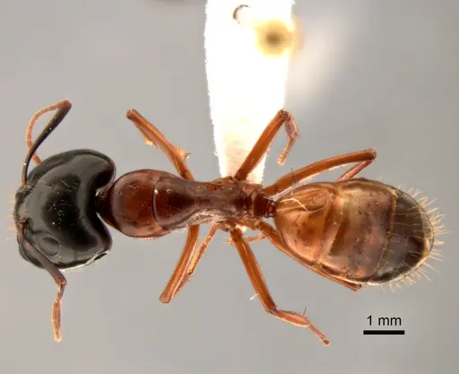 Camponotus sansabeanus specimen CASENT0882276 image casent0882276_1
