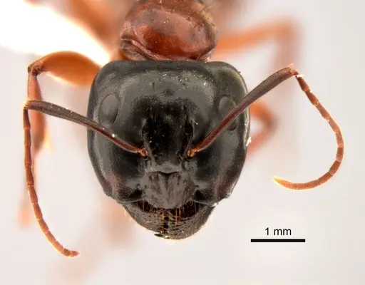 Camponotus sansabeanus specimen CASENT0882276 image casent0882276_2