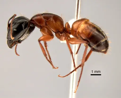 Camponotus sansabeanus specimen CASENT0882276 image casent0882276_3