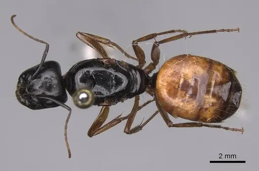 Camponotus sansabeanus specimen CASENT0923032 image casent0923032_1
