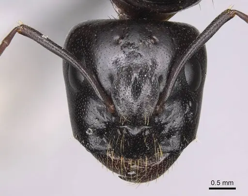 Camponotus sansabeanus specimen CASENT0923032 image casent0923032_2