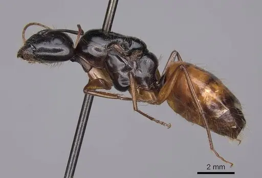 Camponotus sansabeanus specimen CASENT0923032 image casent0923032_3