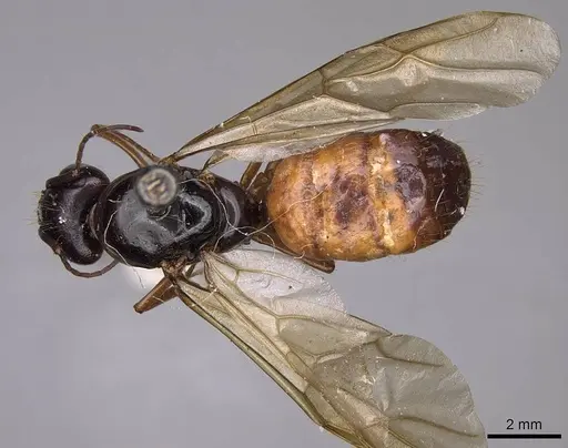 Camponotus sansabeanus specimen CASENT0923035 image casent0923035_1