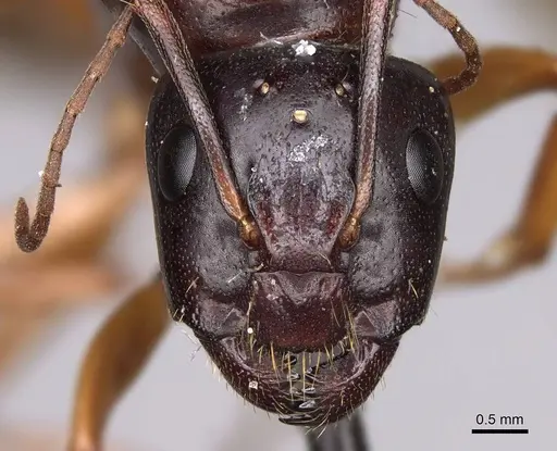 Camponotus sansabeanus specimen CASENT0923035 image casent0923035_2
