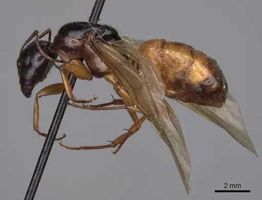 Camponotus sansabeanus specimen CASENT0923035 image casent0923035_3