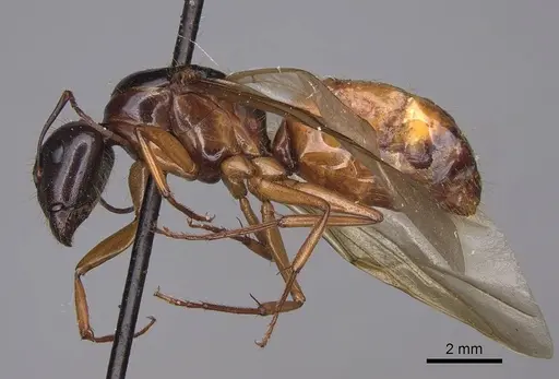 Camponotus sansabeanus specimen CASENT0923035 image casent0923035_4