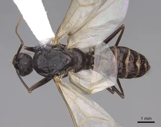 Camponotus sansabeanus specimen CASENT0923036 image casent0923036_1