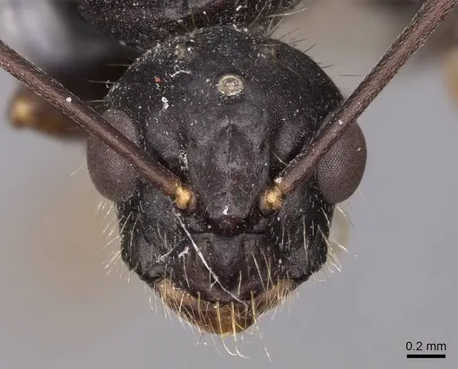 Camponotus sansabeanus specimen CASENT0923036 image casent0923036_2