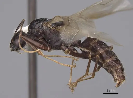 Camponotus sansabeanus specimen CASENT0923036 image casent0923036_3