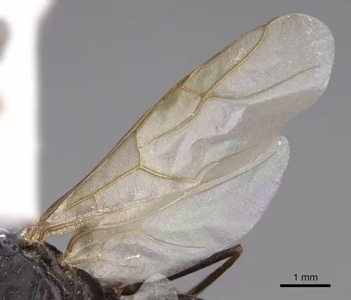 Camponotus sansabeanus specimen CASENT0923036 image casent0923036_4