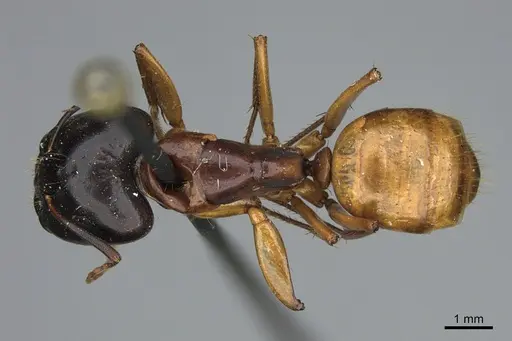 Camponotus sansabeanus specimen CASENT0923696 image casent0923696_1