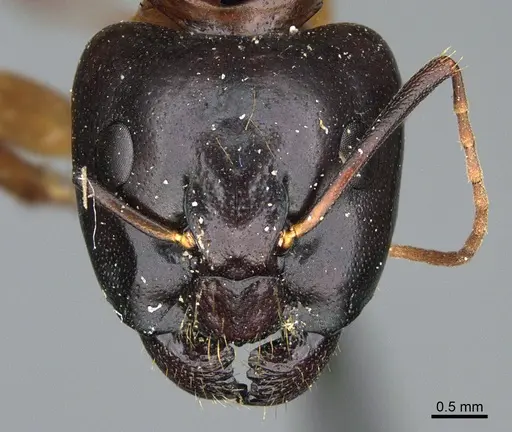 Camponotus sansabeanus specimen CASENT0923696 image casent0923696_2