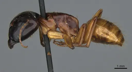 Camponotus sansabeanus specimen CASENT0923696 image casent0923696_3