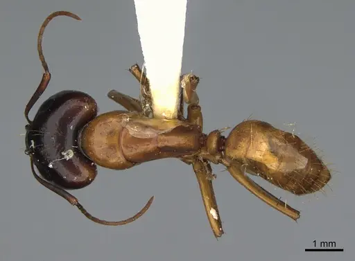 Camponotus sansabeanus specimen CASENT0923697 image casent0923697_1