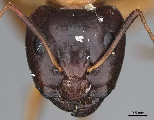 Camponotus sansabeanus specimen CASENT0923697 image casent0923697_2